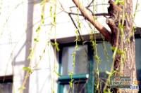 安宁庭院实景图39