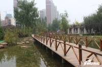 保利·金香槟实景图2